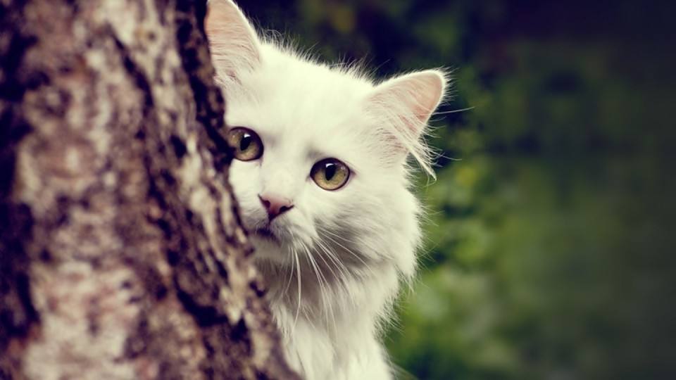 猫咪需要哪些维生素，怎么给猫咪补充维生素呢
