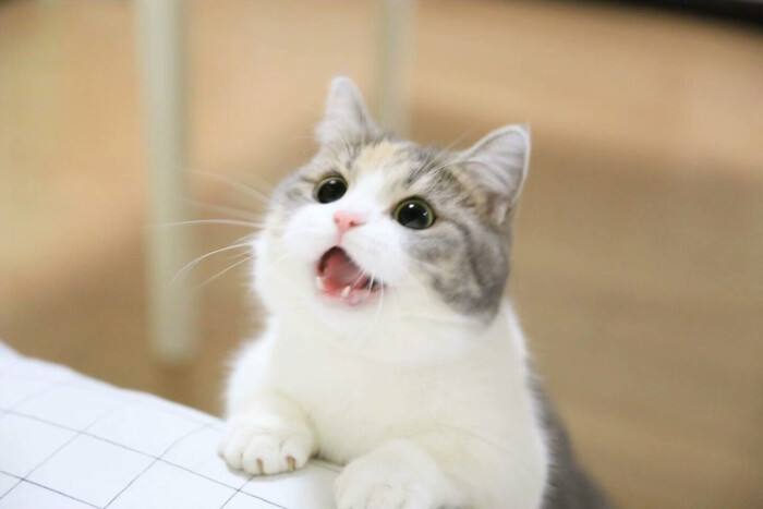 猫草有什么作用？猫草是猫咪排毛的唯一方法吗？