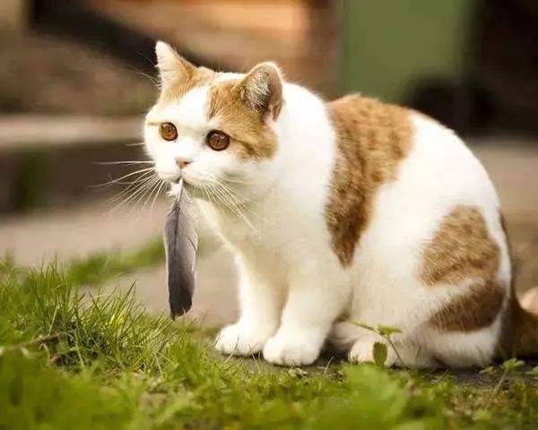 猫吃维生素能够治疗猫藓吗？